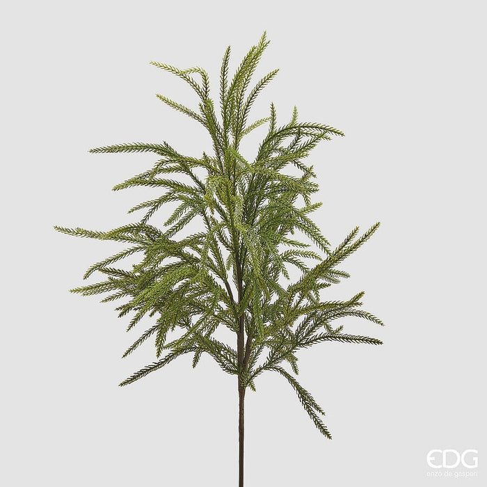 Crenguță Cryptomeria Lush 71cm